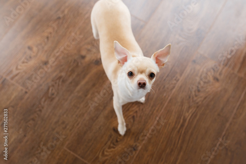 white dog Chihuahua. top view portrait. portrait from above on a brown background.
