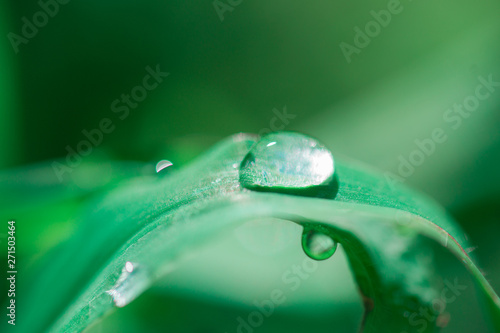 Water drop on green grass macro shot