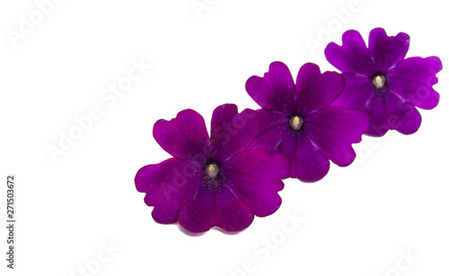 lilac verbena isolated