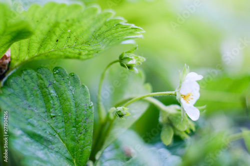 Blooming strawberries in the spring on the field. Fresh green leaves and strawberry flowers.