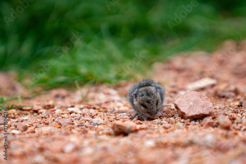 Tiny Rodent outside