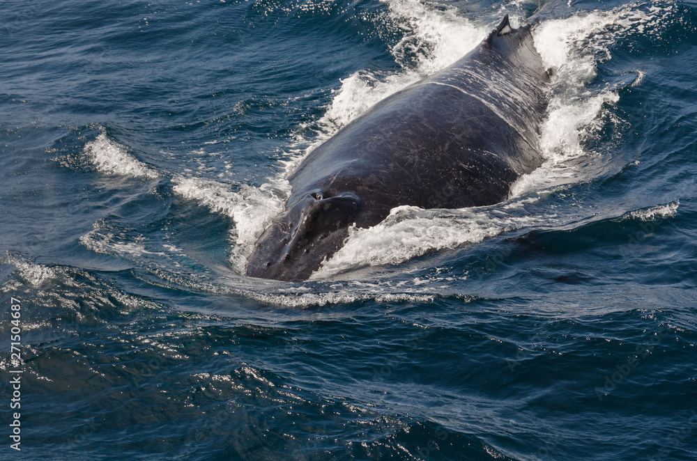 Naklejka premium Whales