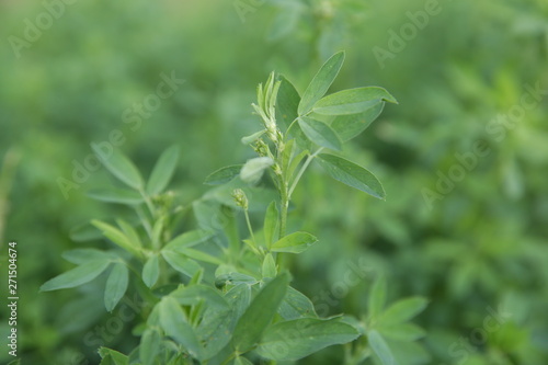 Wallpaper Mural alfalfa green field Torontodigital.ca