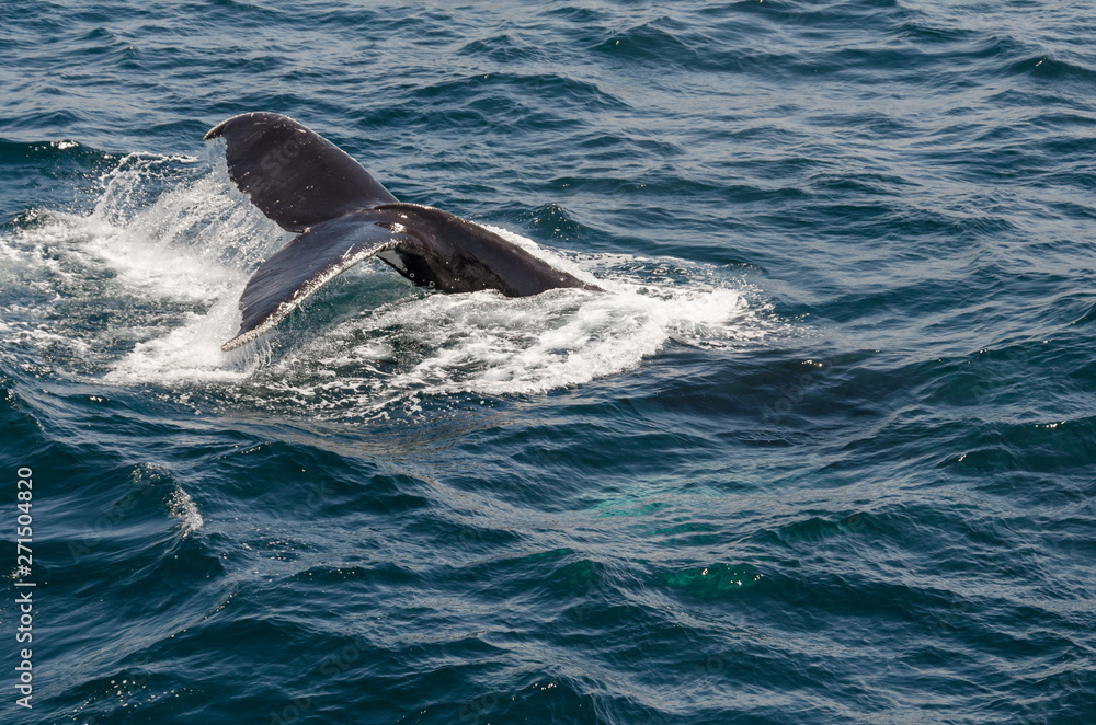 Naklejka premium The diving whale