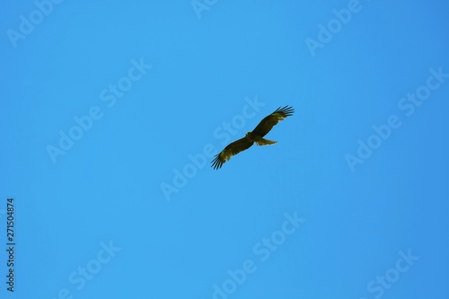 Brown falcon and blue sky