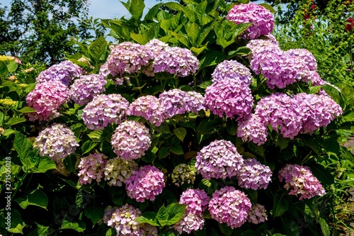 豊予海峡の紫陽花