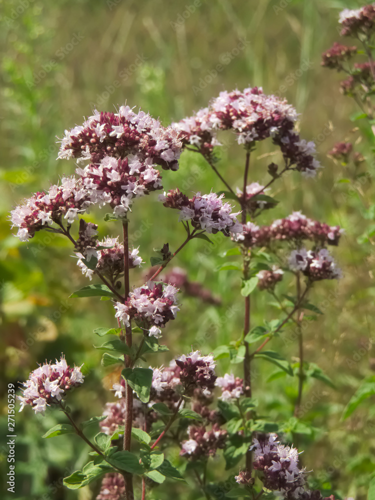 Flowering oregano (Origanum vulgare) Flowering oregano (Origanum vulgare)
