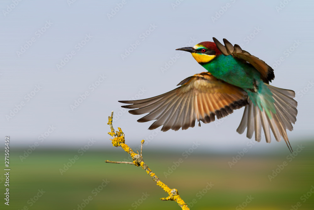 beautiful colorful bird quickly flies to sit on a branch