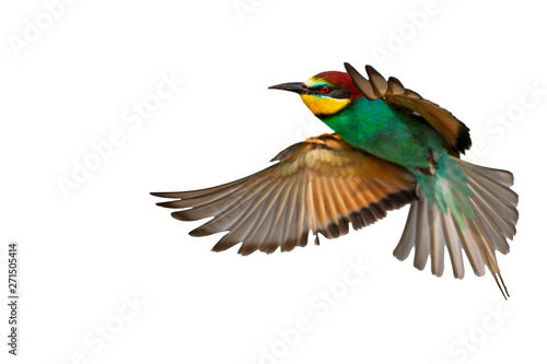 beautiful colorful bird in flight isolated on white background
