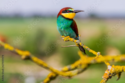 beautiful colorful bird sitting on bright branches covered with moss