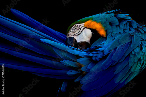 Stampa su tela Blue and gold macaw portrait
