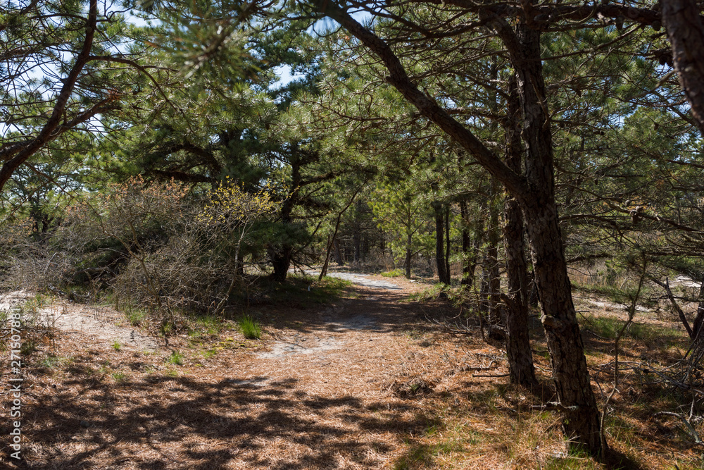 in the thick of a forested trail head in the thick of a forested trail head
