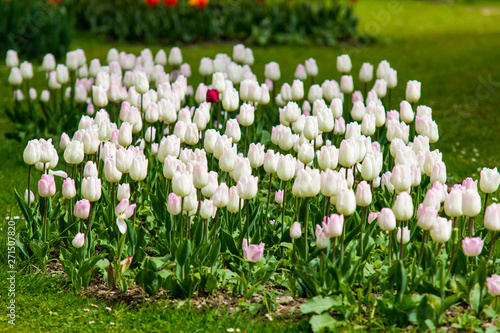 Image of white tulip flowers in a garden