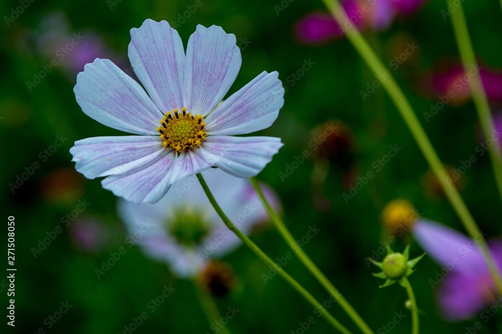 Obraz premium 季節外れのコスモス