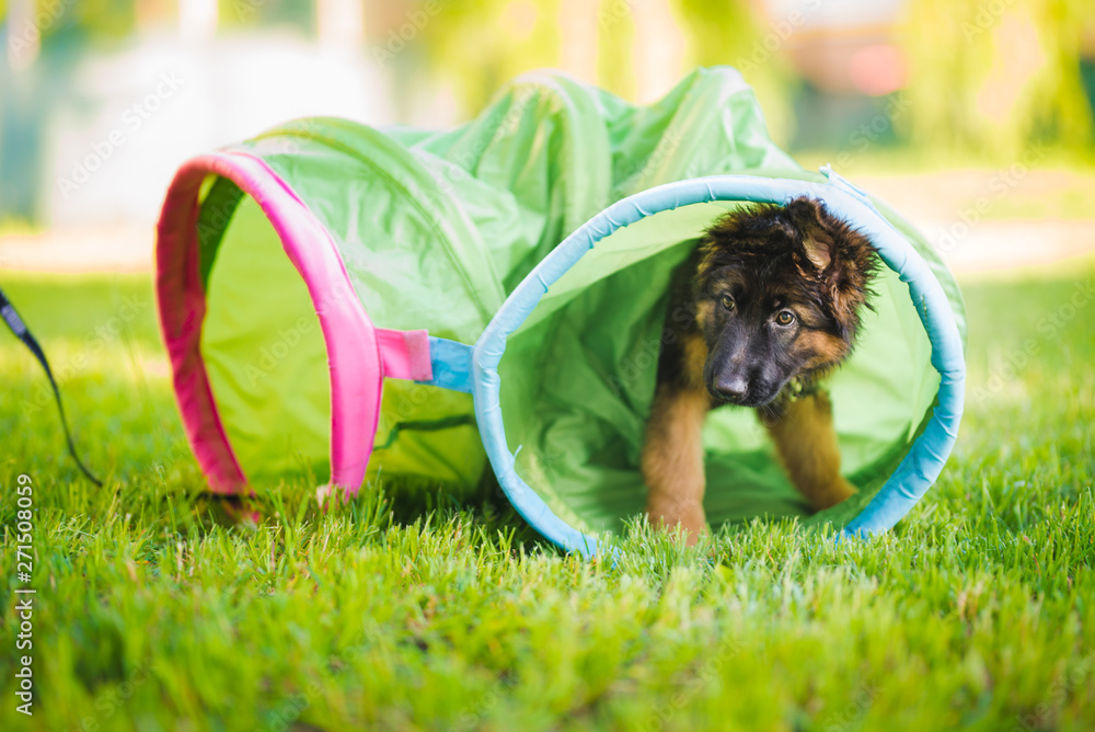 German shepherd puppy training in a tunnel during a lesson in a puppy school - obrazy, fototapety, plakaty 