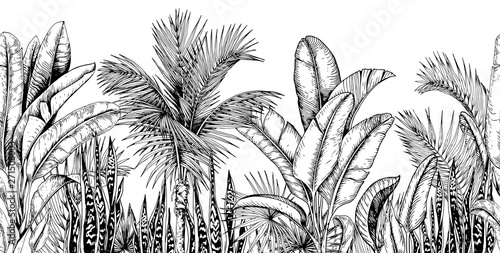 Seamless horizontal line with tropical palm trees, banana leaves and snake plants. Black and white. Hand drawn vector illustration. photo