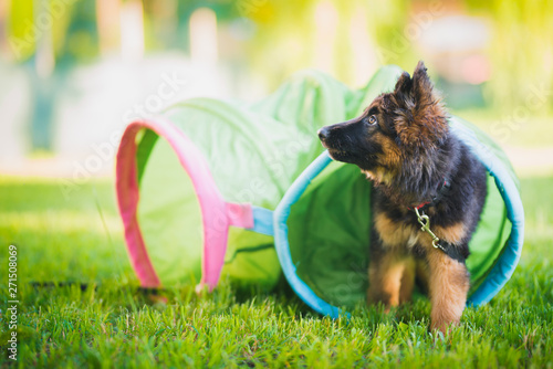 German shepherd puppy training in a tunnel during a lesson in a puppy school photo