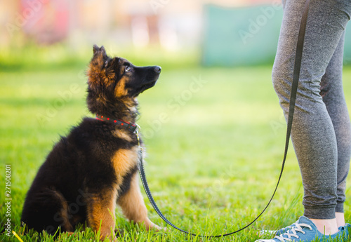 German shepherd puppy during a training session in a puppy school photo