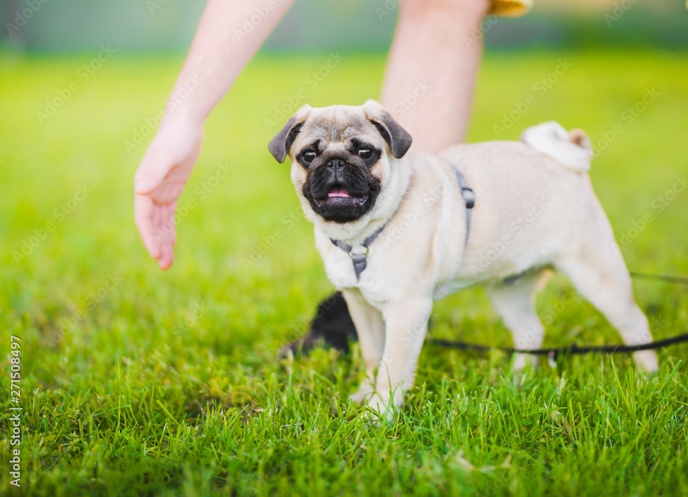 Young pug dog during a training with the owner