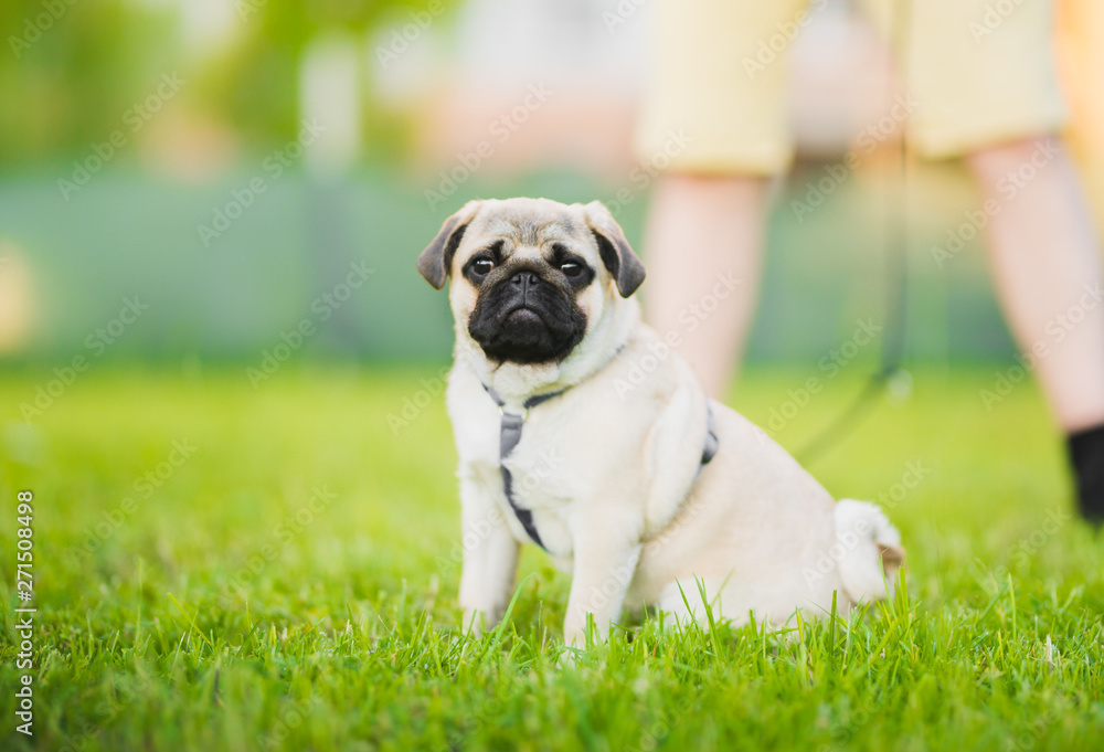 Pug dog sitting on a grass portrait