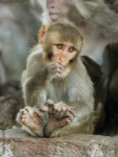 Portrait of young thoughtful macaque monkey sitting on the stone in Dharamshala city  Himachal Pradesh  India