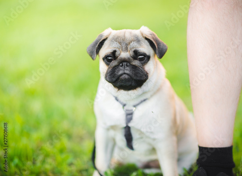 Pug dog sitting on a grass portrait