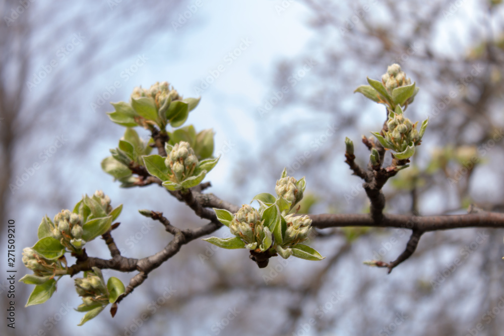 A branch of pear blooming in spring A branch of pear blooming in spring