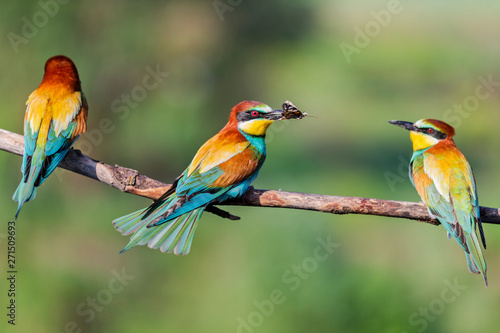 wild colorful birds threesome sitting on a branch