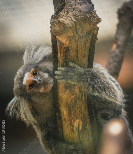 Detalhe Do Macaco-sagui Na árvore. Foco Seletivo Imagem de Stock - Imagem  de primata, animal: 202424853