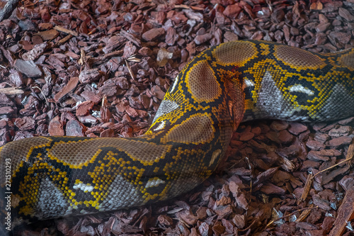 Corpo de cobra castanha no chão photo