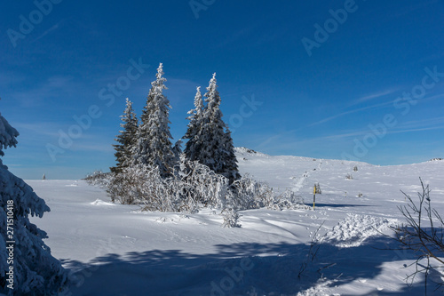 Winter landscape of Vitosha Mountain, Sofia City Region, Bulgaria © Stoyan Haytov