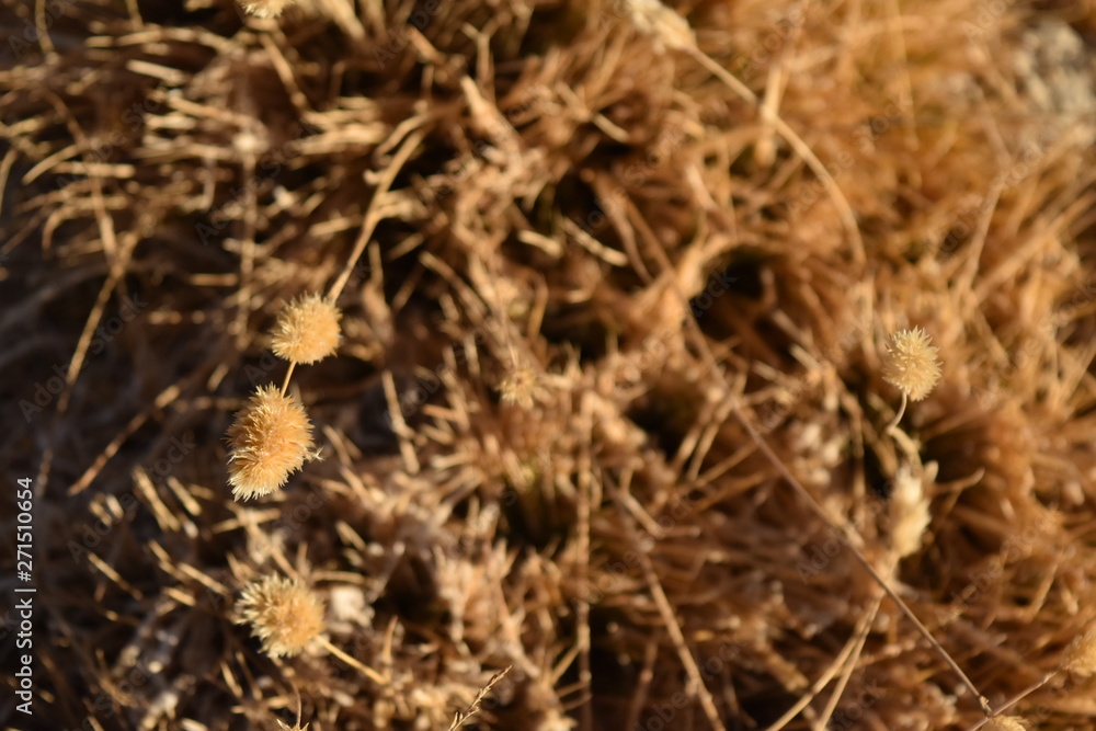 closeup of dry grass closeup of dry grass