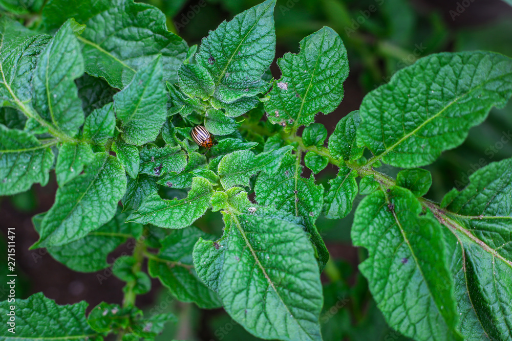 Colorado potato beetle eats potato leaves, close-up. Colorado potato beetle eats potato leaves, close-up.