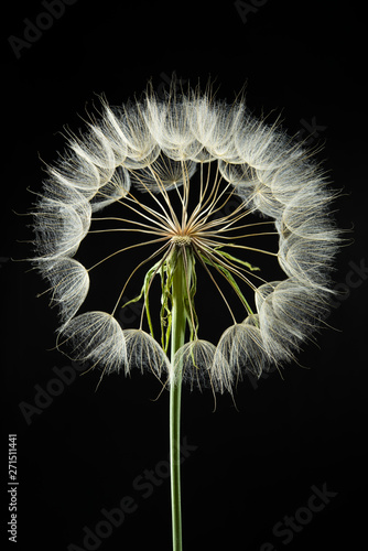 semi e fusto fiore di tragopogon
