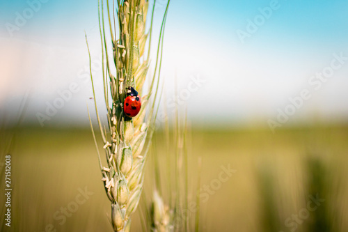 ladybeetle