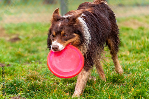 A border collie dog playing with a frisbee