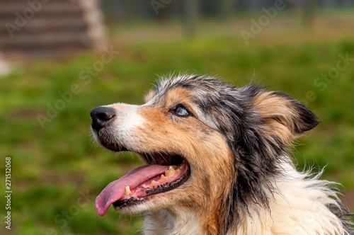 Portrait of a border collie dog