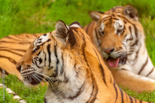 Fototapeta Naklejka Na Ścianę i Meble -  Portrait of an amur tiger in a zoo