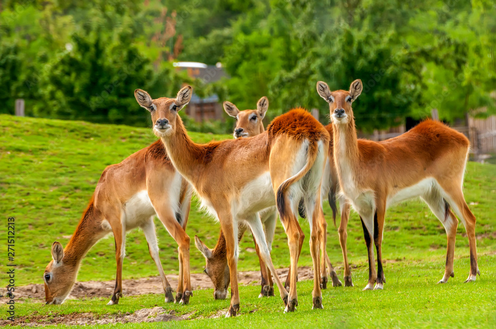 View on a group of southern lechwe in a zoo View on a group of southern lechwe in a zoo