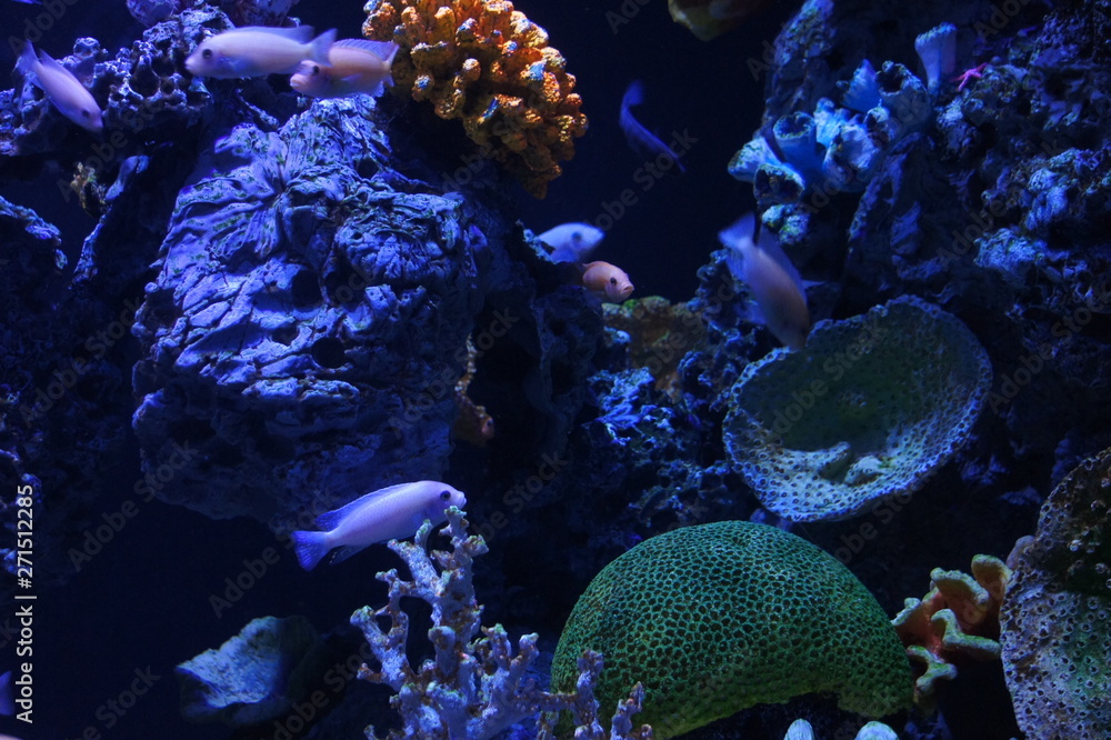 Obraz premium SONY DSC