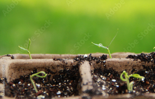 Seedlings emerging from soil in early spring 