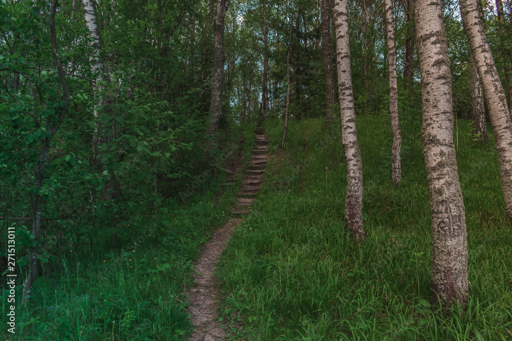 Fototapeta premium Dark Stairs in the middle of Forest going Up with trees around