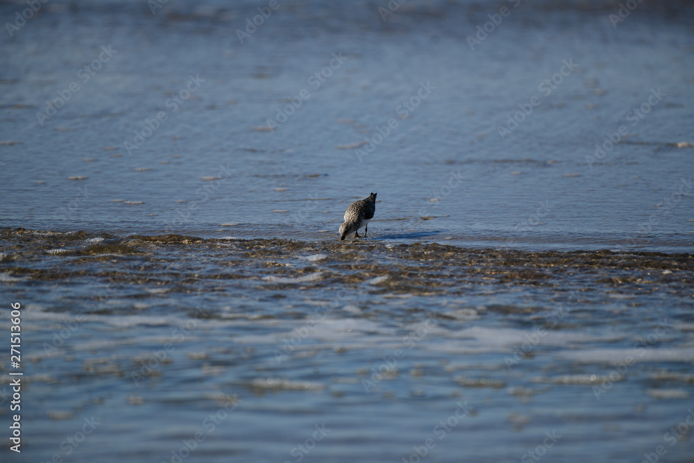 cute little bird in the water on the coastal shoreline of the us on a beautiful sunny day cute little bird in the water on the coastal shoreline of the us on a beautiful sunny day