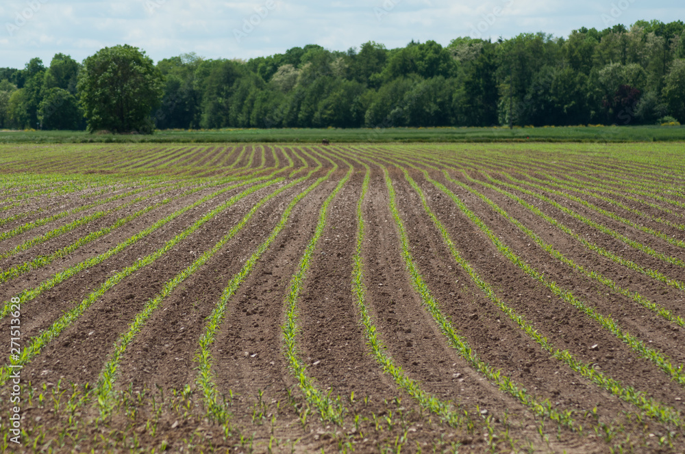 view of corn leaves growth in a field at spring