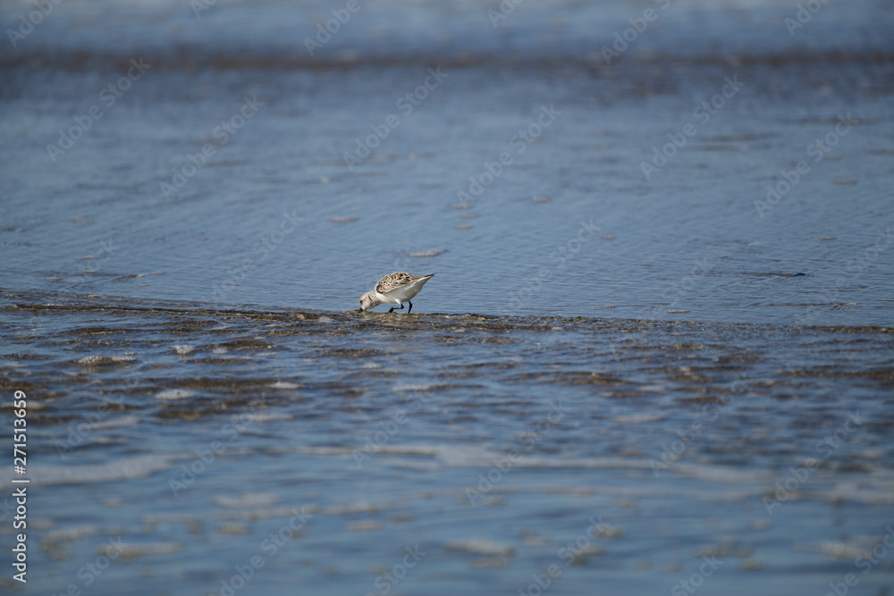 cute little bird in the water on the coastal shoreline of the us on a beautiful sunny day cute little bird in the water on the coastal shoreline of the us on a beautiful sunny day