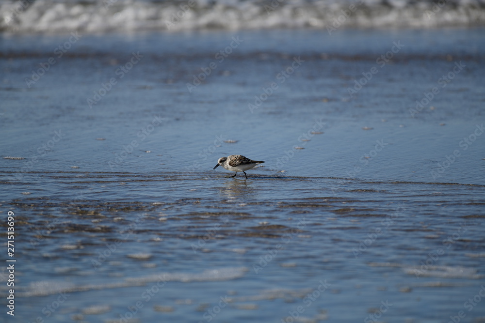 cute little bird in the water on the coastal shoreline of the us on a beautiful sunny day cute little bird in the water on the coastal shoreline of the us on a beautiful sunny day