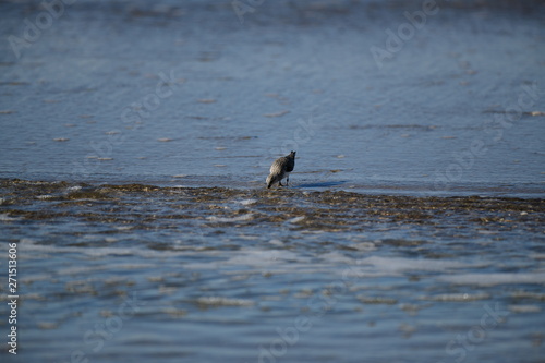 cute little bird  in the water on the coastal shoreline of the us on a beautiful sunny day © CarloEmanuele