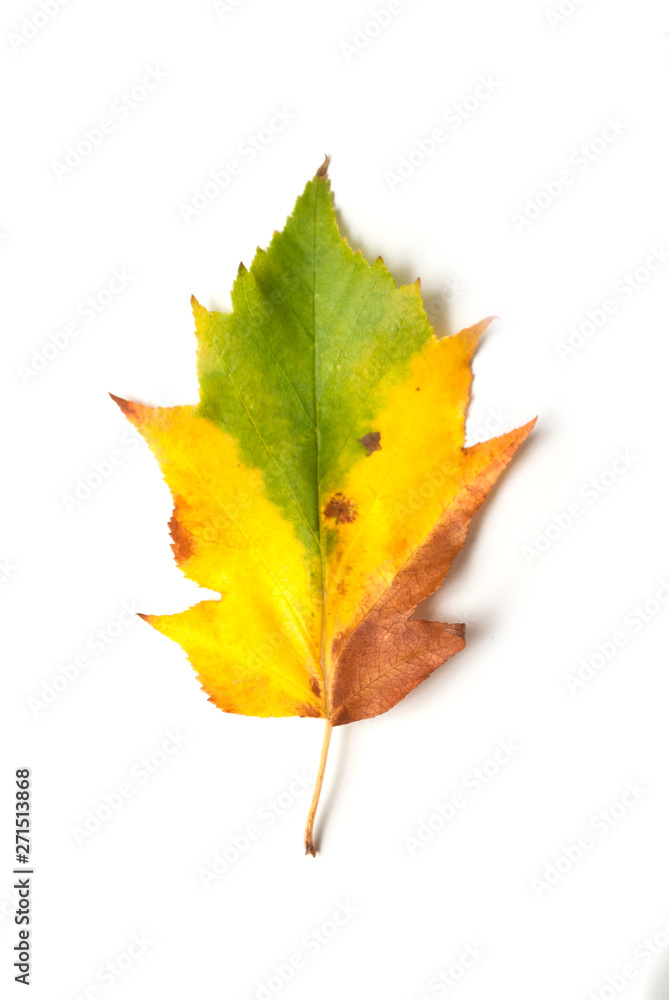 closeup of colorful autumnal leaf on white background closeup of colorful autumnal leaf on white background