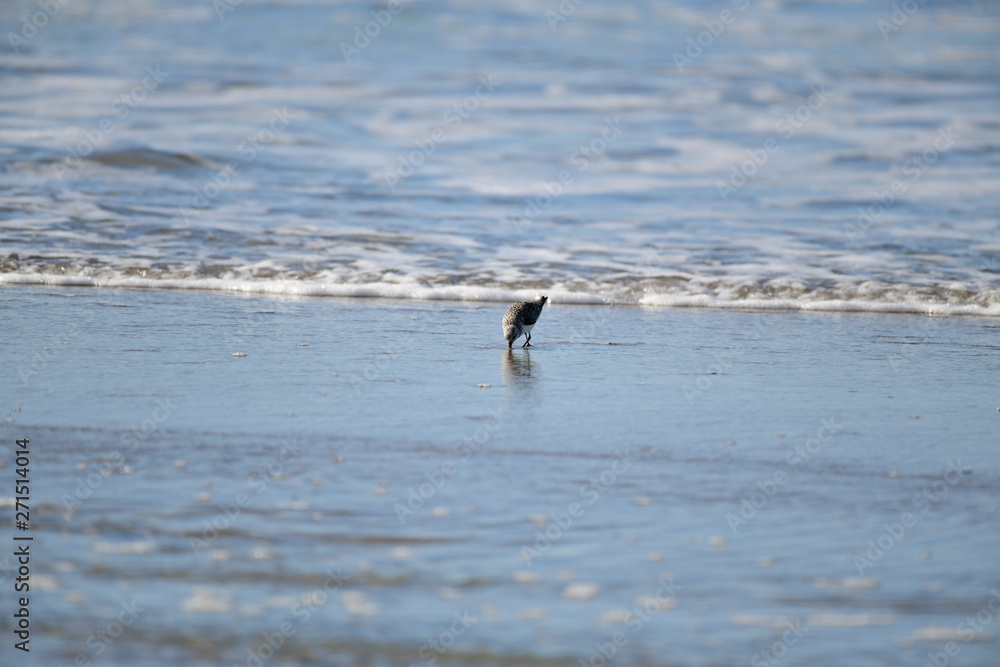 cute little bird  in the water on the coastal shoreline of the us on a beautiful sunny day