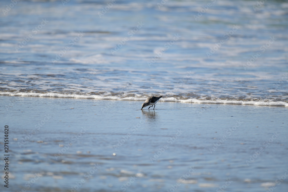 cute little bird  in the water on the coastal shoreline of the us on a beautiful sunny day